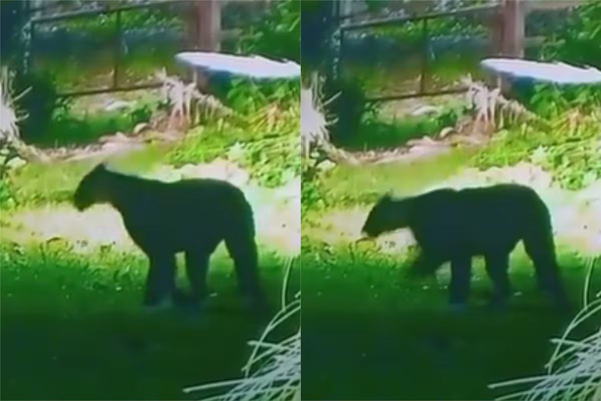 O pânico dos vizinhos de um país em Escobar aumenta por causa do enfraquecimento do puma.