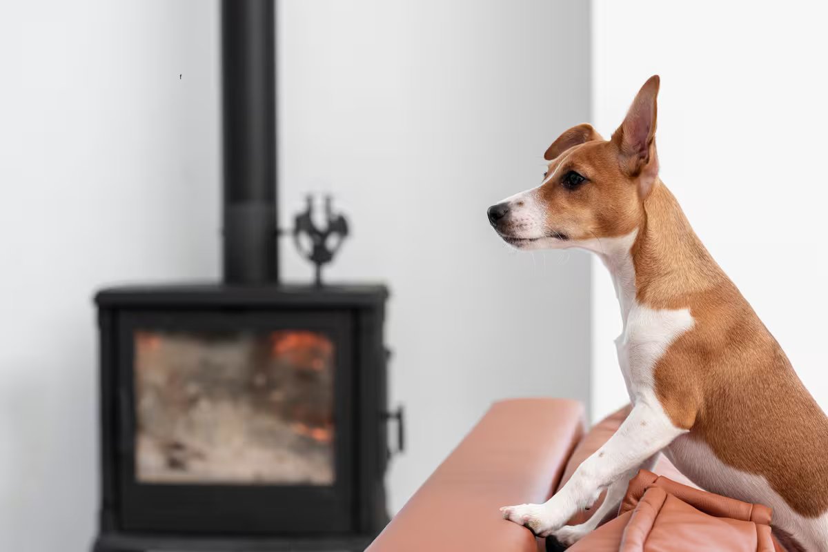 O que significa quando seu cachorro olha para um ponto fixo?