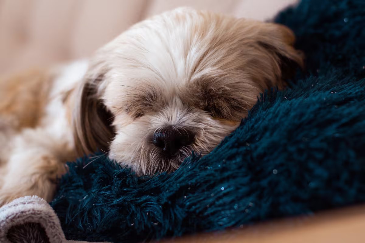 Onde os cães devem dormir quando está frio, segundo os veterinários?