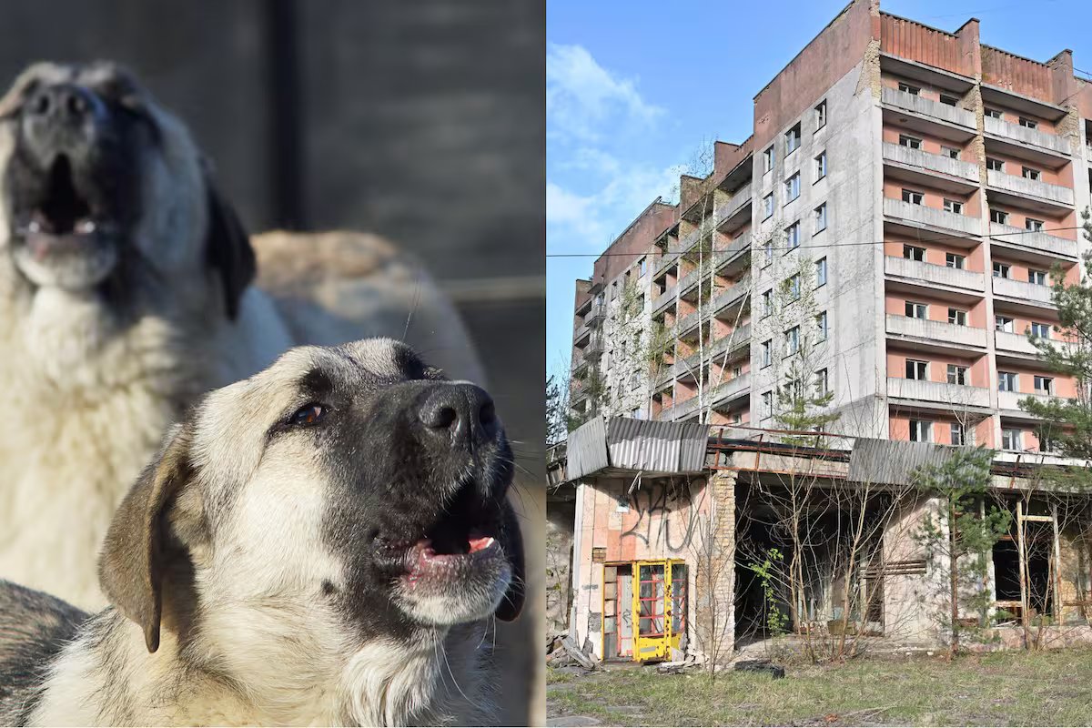 Os cães selvagens de Chernobyl estão evoluindo. o que os cientistas descobriram depois de 40 anos.