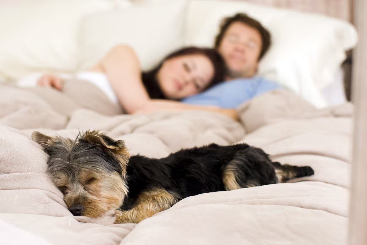 Os riscos de cachorro dormir na cama, segundo veterinários
