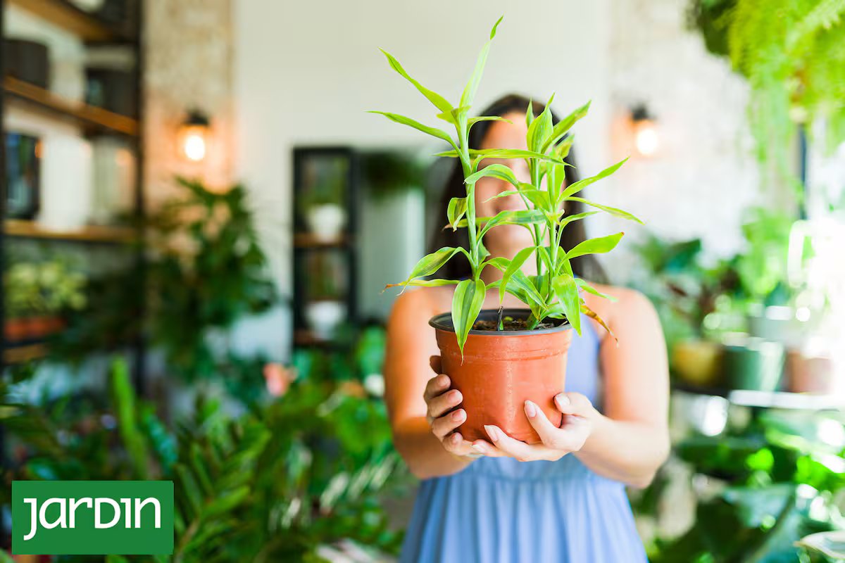 Planta errada. Por que às vezes não conseguimos escolher e como conseguir o par perfeito