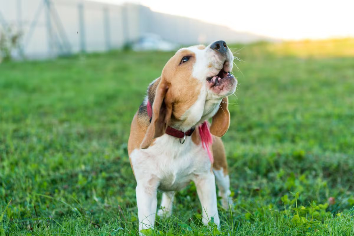 Por que os cães latem para algumas pessoas e não para outras? o que dizem os especialistas