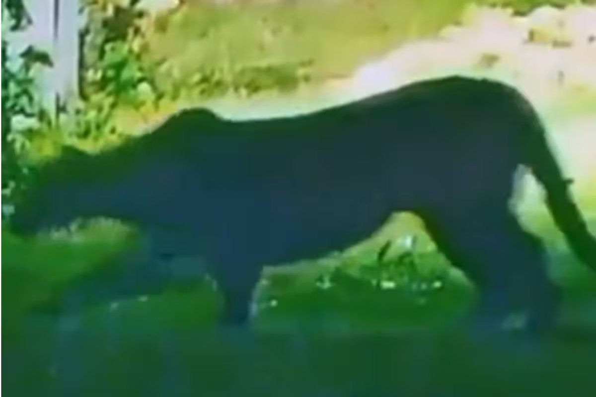 Procuram um puma solto em Escobar. eles o viram circulando na borda da terra.