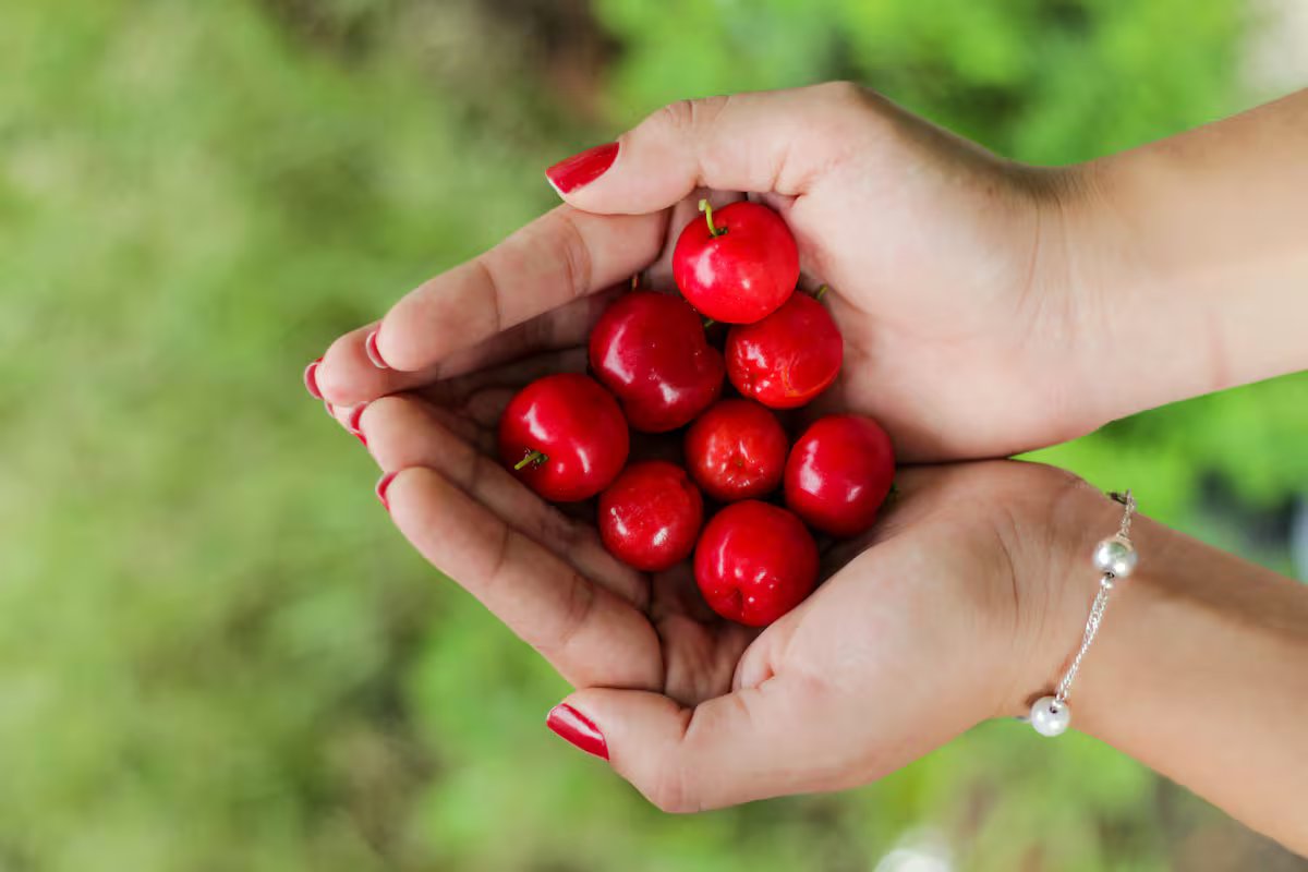 Qual o efeito da acerola no organismo e quem não deve usá-la?
