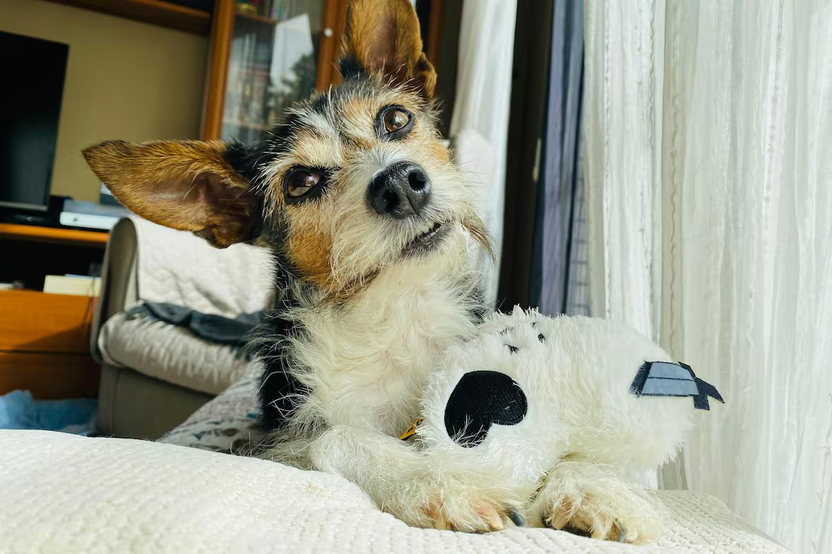 Quantas horas um cachorro pode ficar sozinho em casa?
