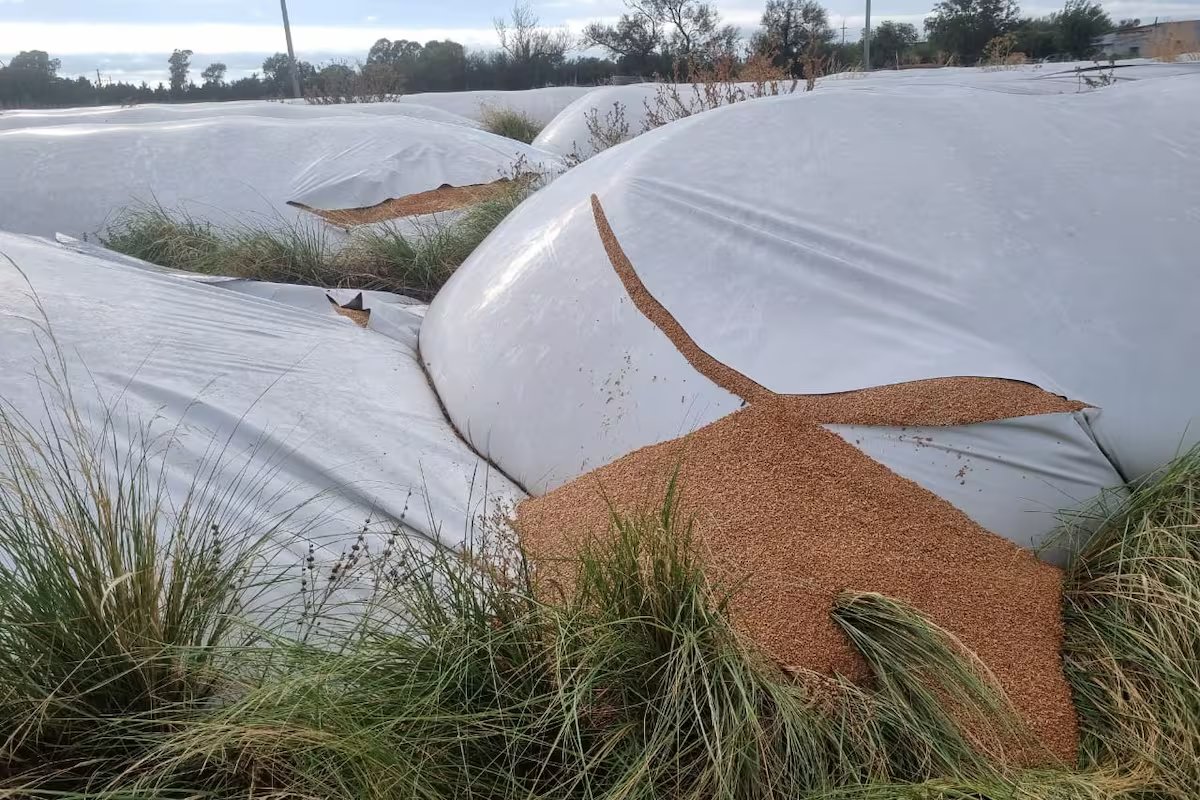 “Restaurar o Estado de Direito”. apresentou um projeto para punir o vandalismo rural com até oito anos de prisão.