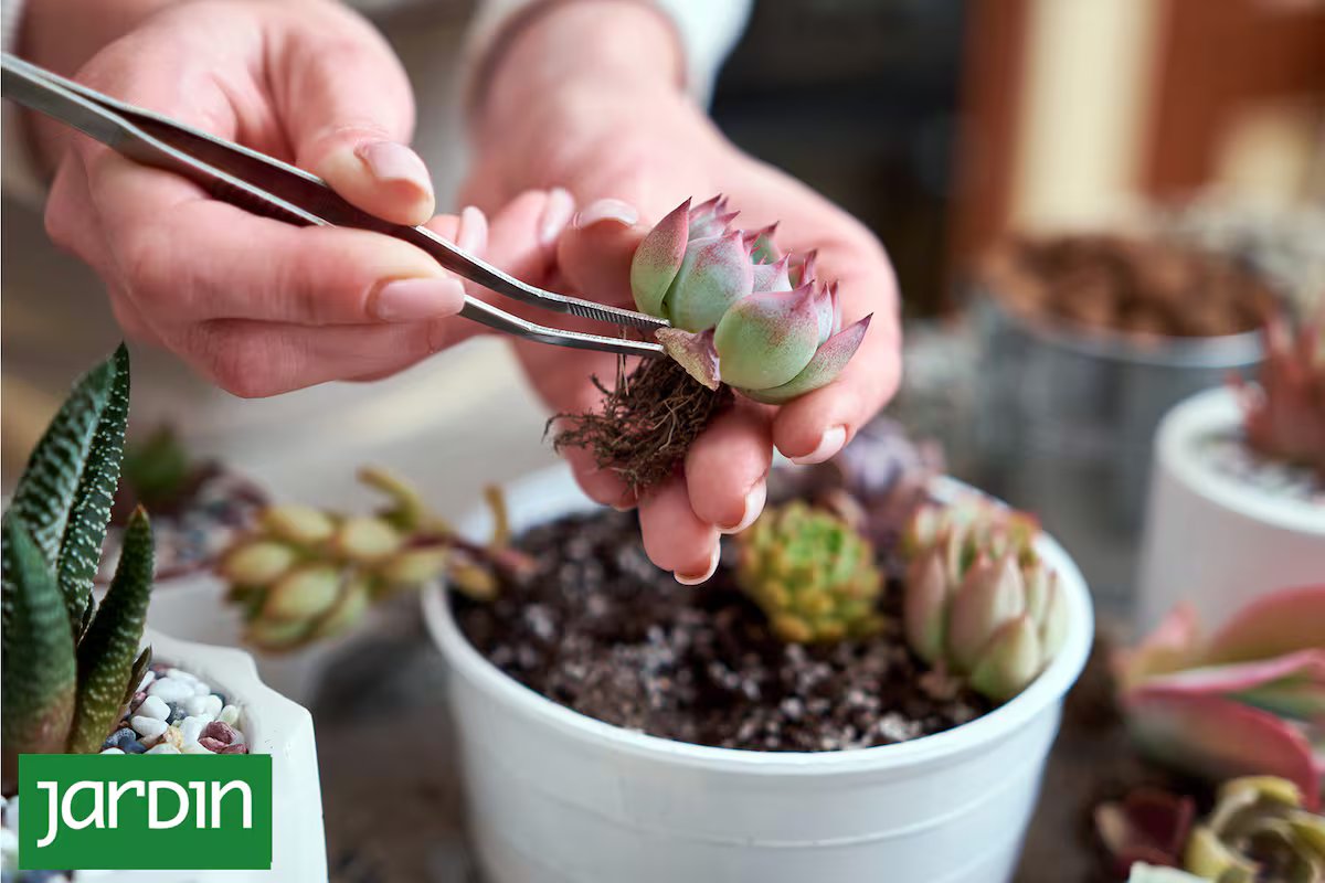 Salve suas suculentas. planeja reviver cactos e plantas murchas no outono