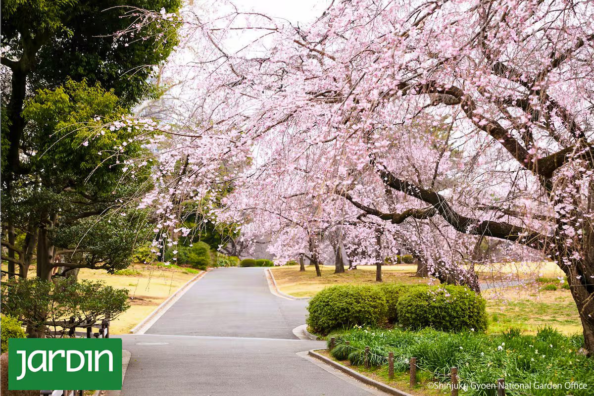 Shinjuku Gyoen. Um jardim em Tóquio onde florescem mais de mil cerejeiras