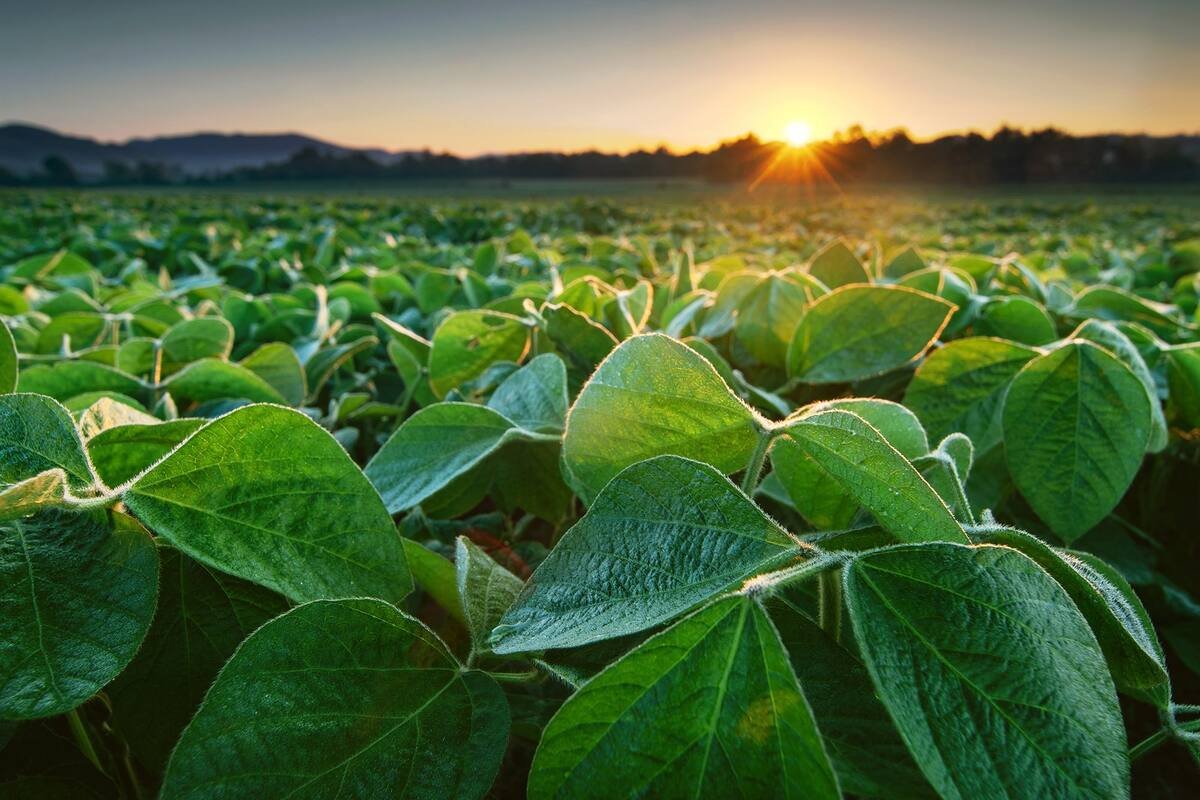 Campanha agrícola 2026/27. Um quebra-cabeça que precisa ser montado com cuidado
