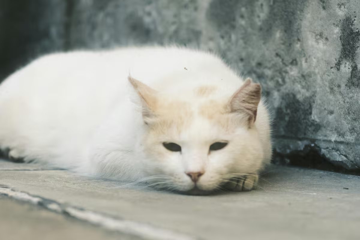 Como os gatos mostram que são velhos