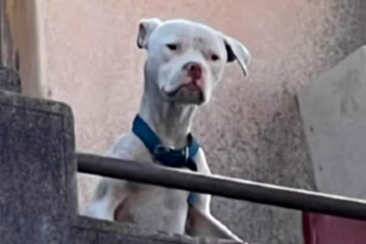 Eles resgataram da casa de Barelier um buldogue desnutrido, o único preso pelo assassinato da esposa de Agostina Vega.