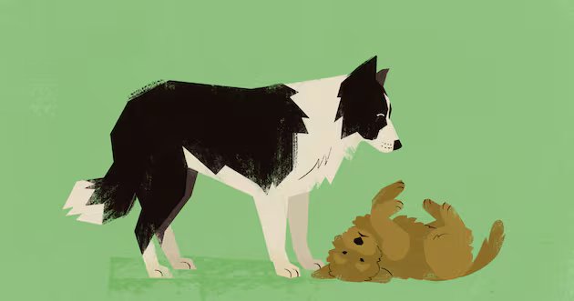 Herding Dog Festival é o melhor evento em Utah do qual você nunca participou – Deseret News