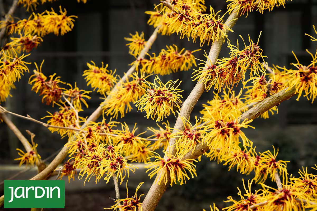 Joias esquecidas de jardins antigos que fazem você se apaixonar novamente