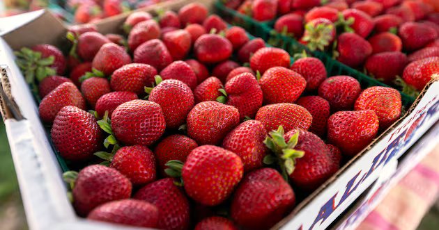 O ‘boom da amoreira’ e o aumento dos preços das frutas frescas – Deseret News
