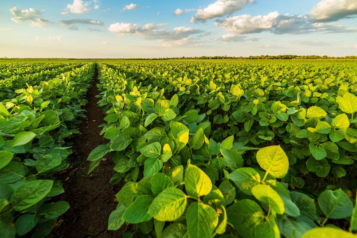 O governo reduziu as deduções para a agricultura e definiu um cronograma para cortes até 2028