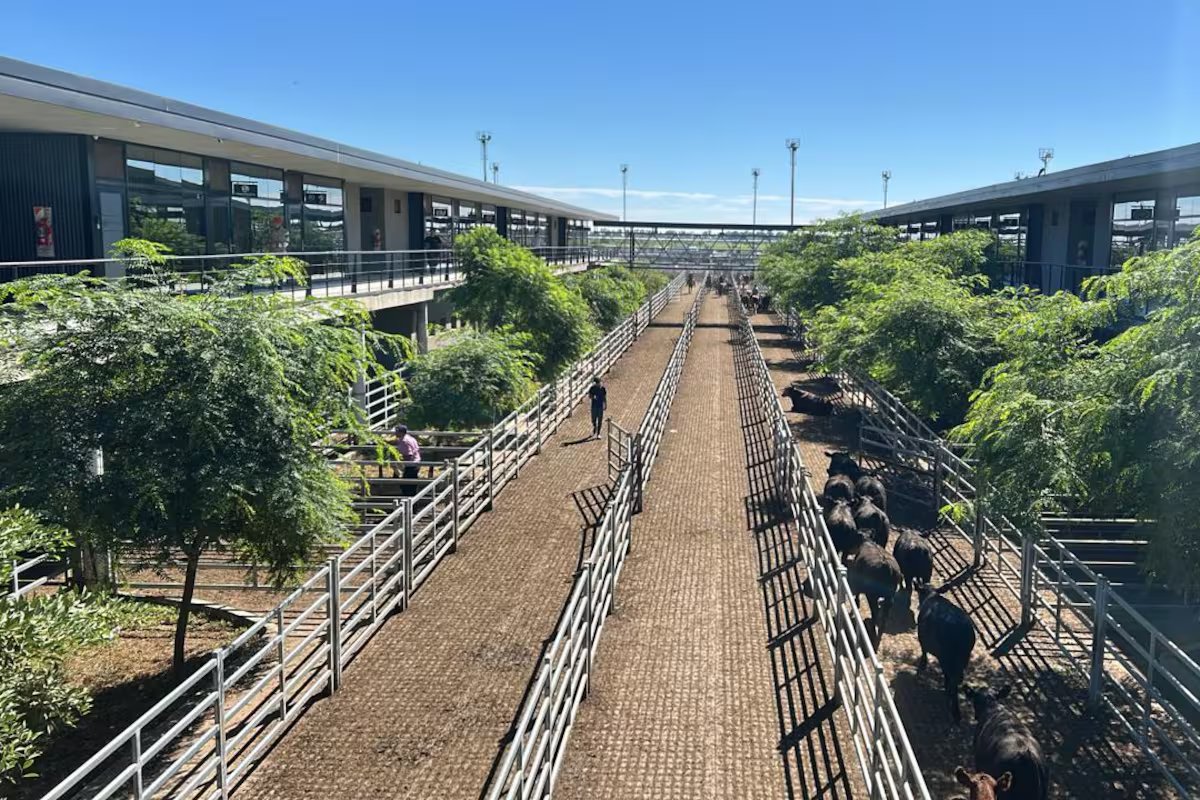 Pecuária. a semana começou com entradas e perdas limitadas no mercado agrícola de Canuelas