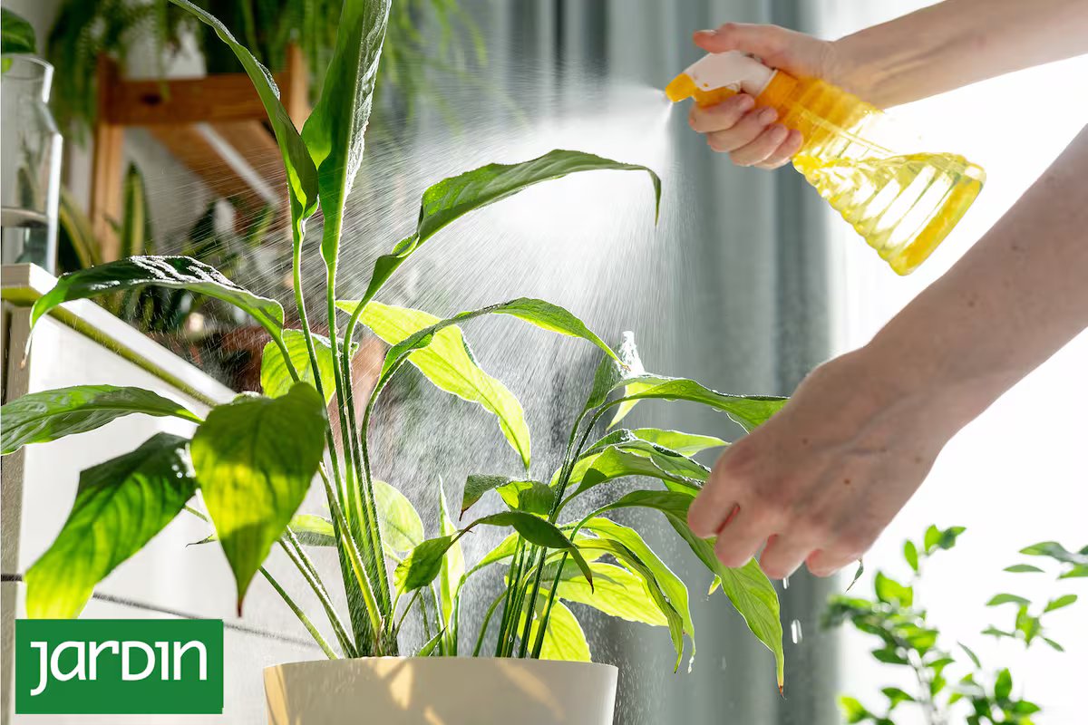Plantas de interior no inverno. o problema causado pelo aquecimento e como resolvê-lo