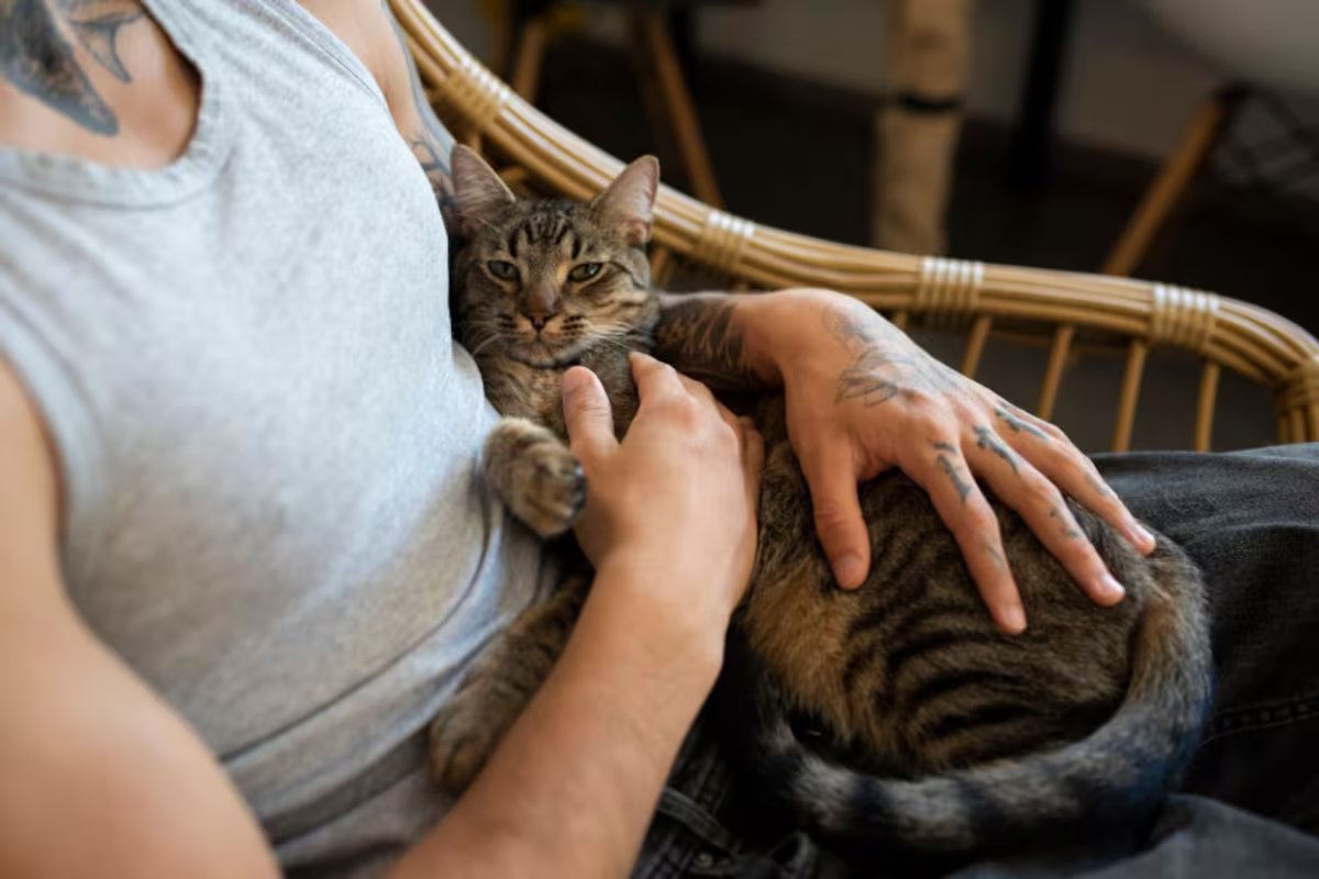 Por que acariciar um gato não ajuda a reduzir o estresse, diz estudo