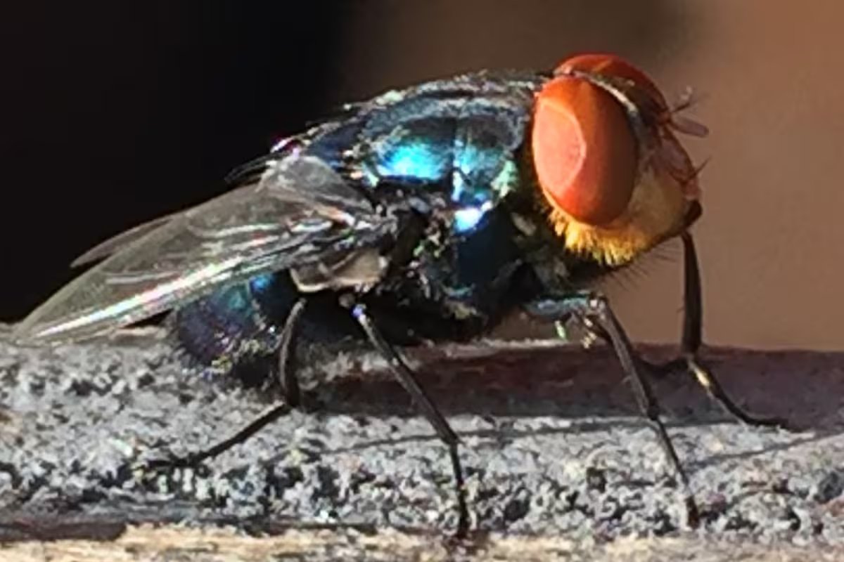 Um temido parasita que devora tecidos vivos infecta a indústria dos EUA, e um concorrente de sucesso está disposto a combatê-lo.